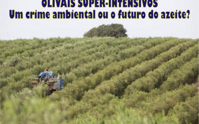 Olivais superintensivos: um crime ambiental ou o futuro do azeite?